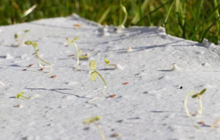seed paper 2